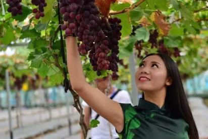 武汉景秀大地百果采摘园:蔡甸区玉贤镇特产-百果采摘园圣女果、李子,产地宝
