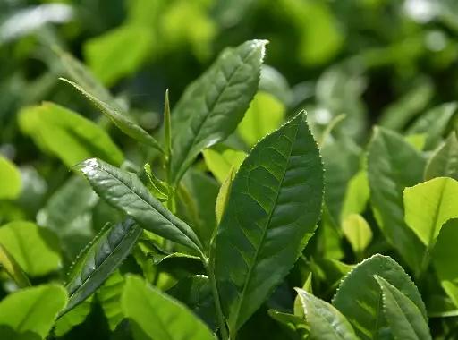 桃源大叶茶:常德桃源县茶庵铺特产,国家地理标志产品录-桃源大叶茶,产地宝