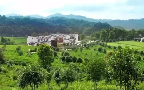 桃源大叶茶:常德桃源县茶庵铺特产,国家地理标志产品录-桃源大叶茶,产地宝