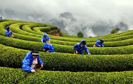 石门东山峰绿茶,眉茶,红茶,常德石门县特产-东山峰茶叶,产地宝