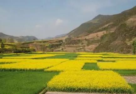 西淮坝油菜花海:汉中市略阳县西淮坝镇特产-千亩油菜花海,产地宝