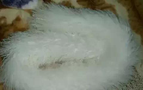 白宝滩羊皮:银川市特产-宁夏特产毛皮 白宝滩羊皮,产地宝
