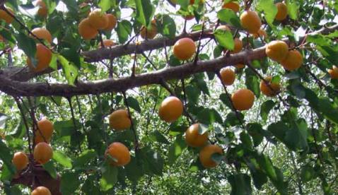 英吉沙色买提杏干:喀什地区英吉沙县特产,国家地理标志产品-色买提杏,产地宝