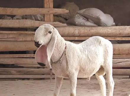 麦盖提多浪羊:喀什地区麦盖提县特产,国家地理标志产品-多浪羊 刀郎羊,产地宝