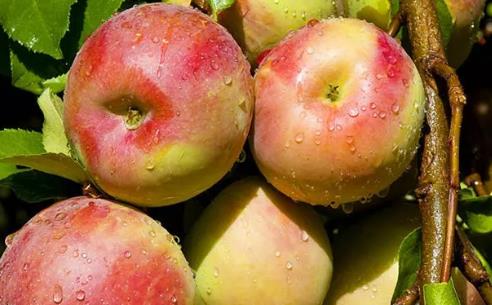 泽普冰糖心苹果:新疆喀什泽普县特产-喀什产地宝 冰糖心苹果,产地宝