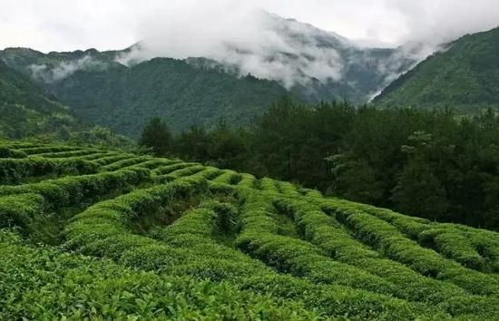 凤岗锌硒茶:贵州遵义市凤岗县特产-遵义茶叶三宝之凤岗锌硒茶,产地宝