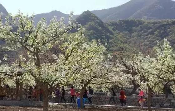 北京十二亩农田采摘休闲驿站京白梨采摘园,门头沟区特产水果-京白梨,产地宝