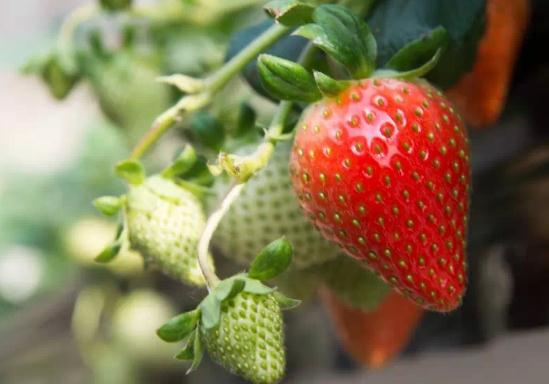 昌平草莓:北京市昌平区特产水果,国家地理标志产品-北京昌平草莓,产地宝