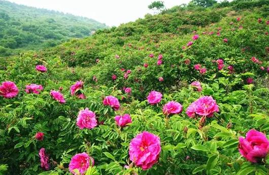 妙峰山玫瑰花:北京市门头沟区涧沟村特产-妙峰山玫瑰花,产地宝