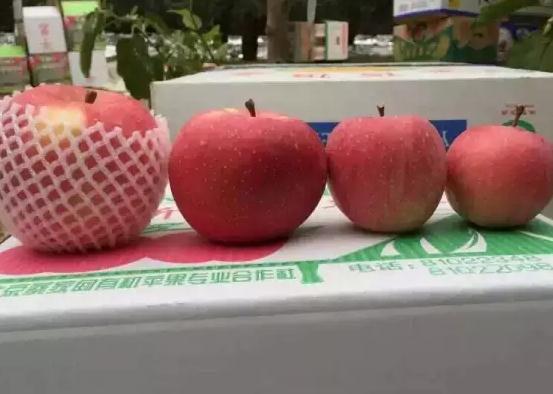 密云新城子苹果:北京市密云区新城子镇特产水果-新城子苹果,产地宝