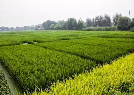 宝坻黄庄大米:天津市宝坻区黄庄镇特产,国家地理标志产品-黄庄洼大米,产地宝