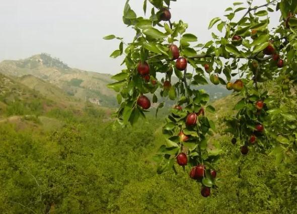 阜平大枣:保定市阜平县特产,国家地理标志产品-阜平大枣,产地宝