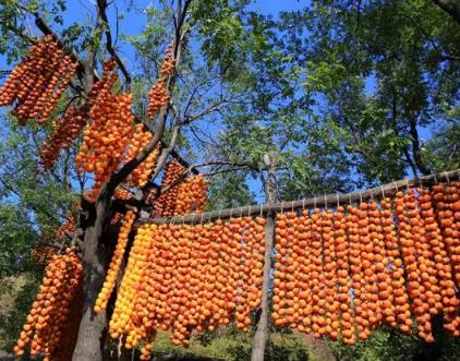 平陆马泉沟水化柿:运城市平陆县特产水果-平陆马泉沟水化柿,产地宝