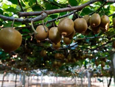 平陆猕猴桃:运城市平陆县特产水果-平陆产地宝 猕猴桃,产地宝