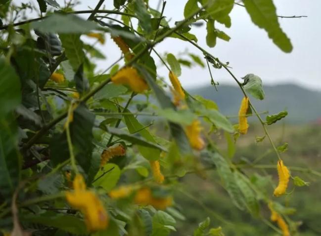 阿荣柞蚕:呼伦贝尔市阿荣旗特产,国家地理标志产品-阿荣柞蚕 茧丝,产地宝