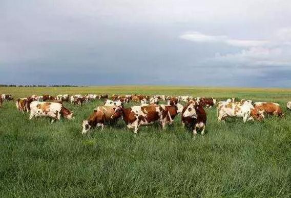 三河牛:呼伦贝尔市海拉尔农牧场特产,国家地理标志产品-三河牛,产地宝