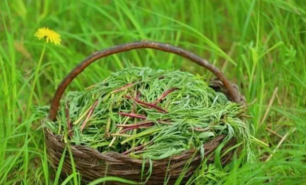 莫力达瓦柳蒿芽:呼伦贝尔市莫力达瓦旗特产美食-风味野菜 柳蒿芽,产地宝