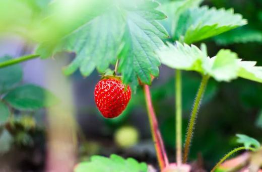 桓仁草莓:本溪市桓仁县特产水果,国家地理标志产品-桓仁草莓,产地宝