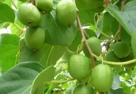 软枣子野生猕猴桃:本溪市桓仁县特产-野生猕猴桃 软枣子,产地宝
