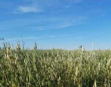 白城燕麦:吉林省白城市特产国家地理标志产品-白城燕麦,产地宝