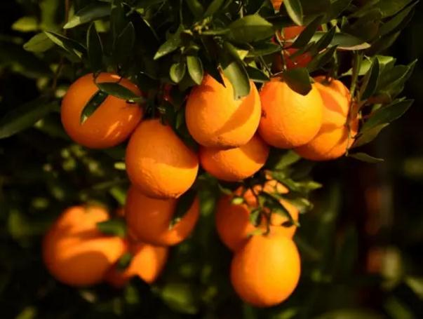 金堂脐橙:成都市金堂县特产,国家地理标志产品-金堂脐橙,产地宝
