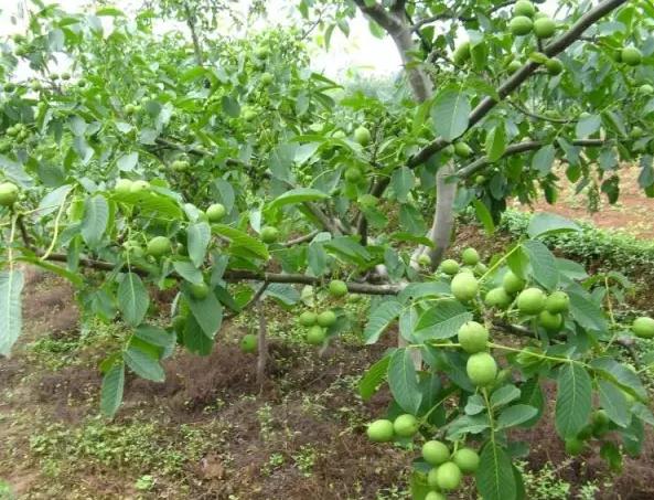 邹城堃茂核桃:济宁邹城市石墙镇山东堃茂度假景区特产-堃茂核桃,产地宝