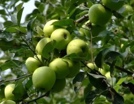 泗水泗张镇西焦坡村采摘园苹果,板栗:泗水县特产-苹果板栗,产地宝