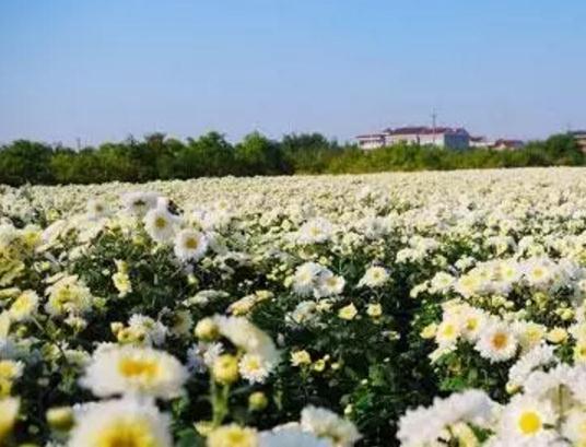 洋马菊花:盐城市射阳县洋马镇特产,国家地理标志产品-洋马菊花,产地宝