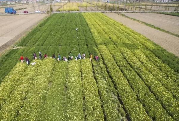 洋马菊花:盐城市射阳县洋马镇特产,国家地理标志产品-洋马菊花,产地宝