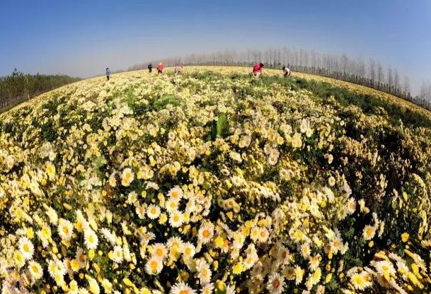 洋马菊花:盐城市射阳县洋马镇特产,国家地理标志产品-洋马菊花,产地宝