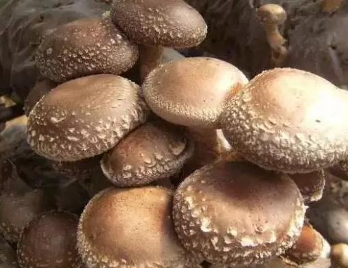 西峡香菇:南阳市西峡县特产,国家地理标志产品-西峡香菇,产地宝