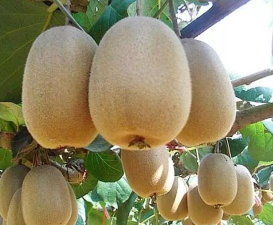 西峡猕猴桃:南阳市西峡县特产水果-西峡猕猴桃,产地宝