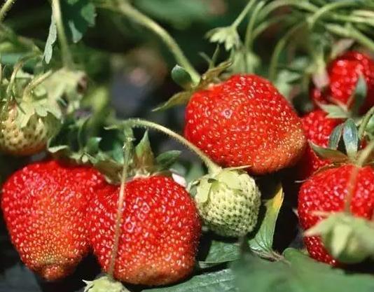 黑山谷草莓:重庆市綦江区万盛特产,国家地理标志产品-黑山谷草莓,产地宝