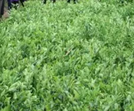 安居镇大红袍红桔:绵阳市三台县安居镇特产-甘园丹桔大红袍红桔,产地宝