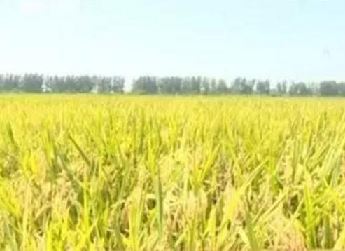 洪湖再生稻米:荆州市洪湖市特产,国家地理标志产品-洪湖再生稻米,产地宝