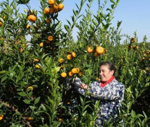 八岭山朱橘:荆州市八岭山镇特产,国家地理标志产品-八岭山朱橘,产地宝