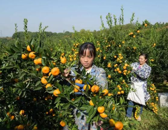 荆州金橘岭家庭农场柑橘:荆州市八岭山镇特产-八岭山朱橘,产地宝