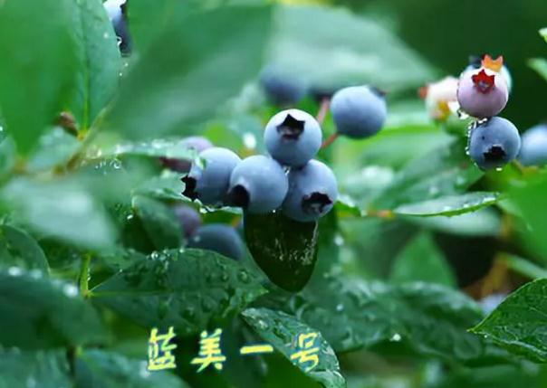 每日农经20180622期蓝美人之恋:诸暨市特产水果-蓝美1号蓝莓,产地宝