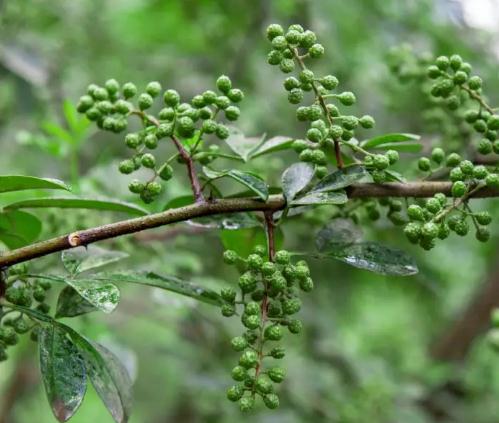 金阳青花椒:四川省凉山州金阳县特产-青花椒 央视产销对接活动,产地宝