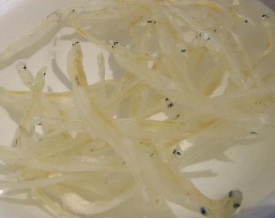 石首银鱼干:荆州石首市特产,国家地理标志产品-石首银鱼,产地宝