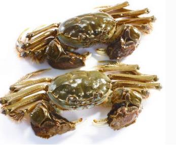 监利河蟹:荆州市监利县特产,国家地理标志产品-监利河蟹,产地宝