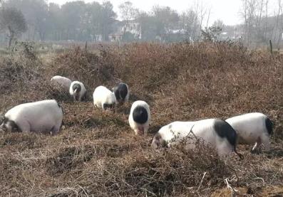 监利猪:荆州市监利县特产,国家地理标志产品-监利猪,产地宝