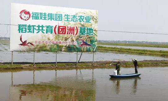 监利福娃大米:湖北荆州市监利县特产-监利福娃大米,产地宝