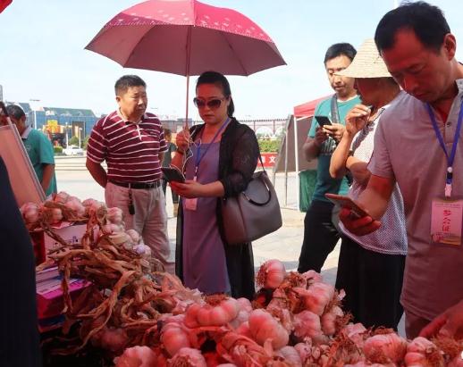 中国（杞县）第十届大蒜节:300多名国内外客商参加-大蒜产地资讯,产地宝