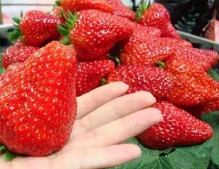 通州产地宝：通州西集草莓，北京市通州区特产-西集草莓,产地宝