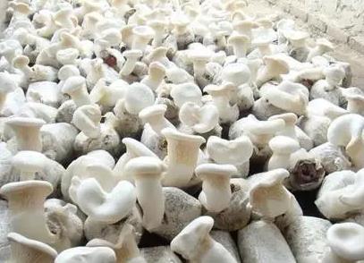通州白灵菇:北京市通州区特产-马驹桥、永乐店食用菌白灵菇,产地宝