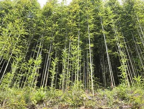怀集茶秆竹:肇庆市怀集县坳仔镇特产,国家地理标志产品-茶秆竹,产地宝
