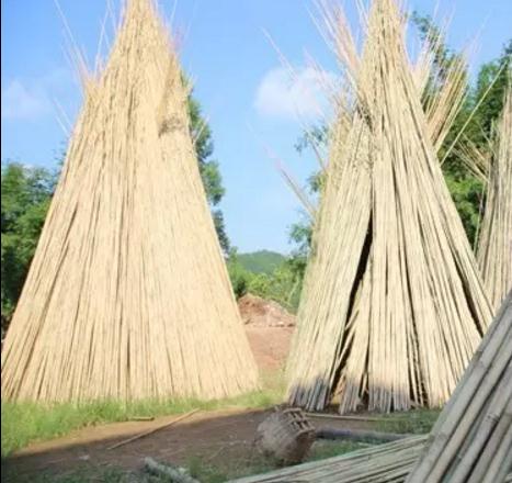 怀集茶秆竹:肇庆市怀集县坳仔镇特产,国家地理标志产品-茶秆竹,产地宝