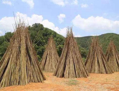 怀集茶秆竹:肇庆市怀集县坳仔镇特产,国家地理标志产品-茶秆竹,产地宝