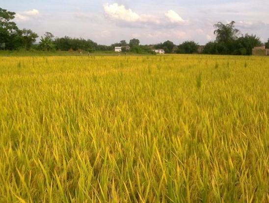 怀集油粘米:肇庆市怀集县中洲镇马岗村特产-怀集油粘米,产地宝